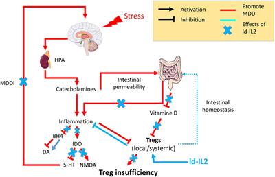 Regulatory T Cells As Supporters of Psychoimmune Resilience: Toward Immunotherapy of Major Depressive Disorder